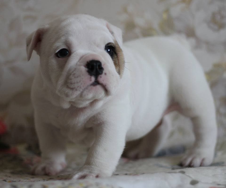 IMMENSE TEDDY BEAR YUGOS STAR, архівне фото Yugos Star