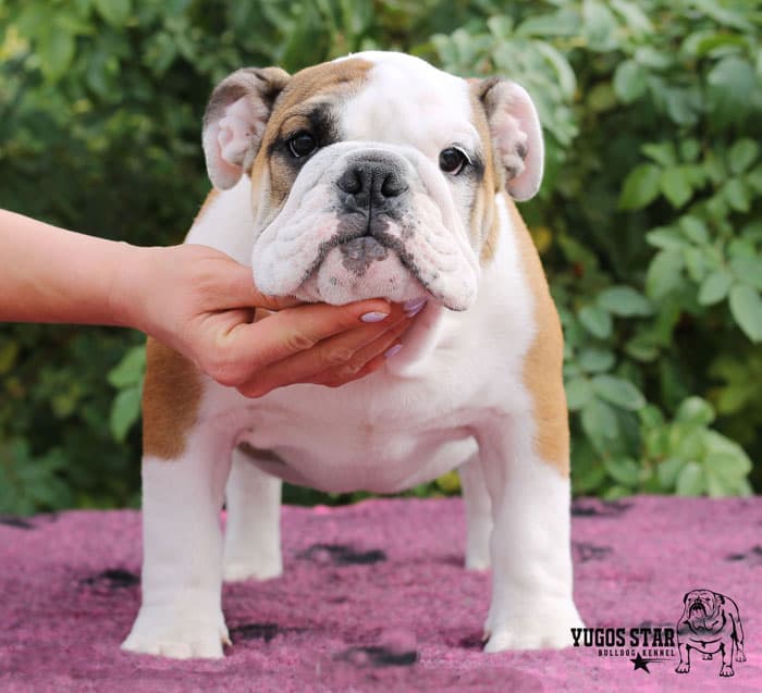 JELLY - BELLY YUGOS STAR, архівне фото Yugos Star