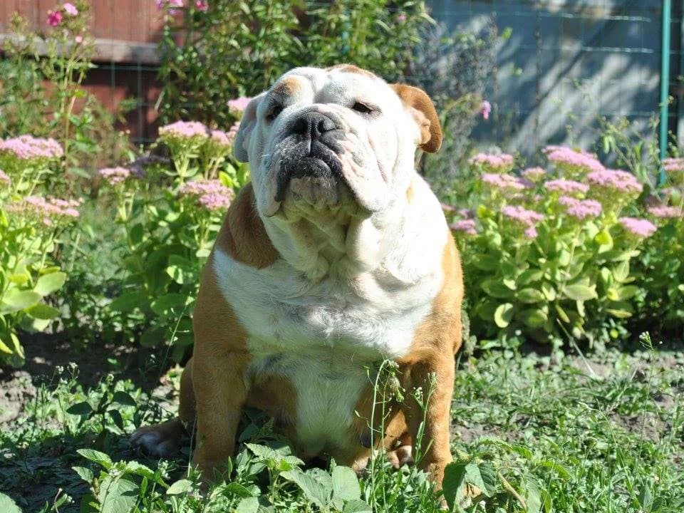 An English bulldog from the Yugos Star family
