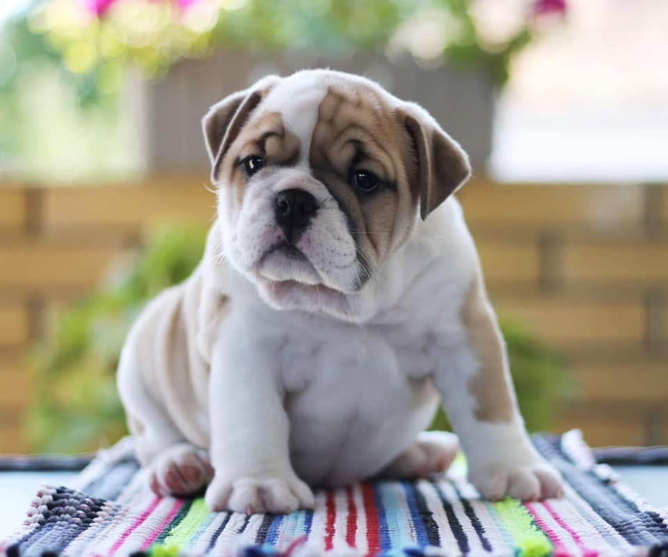 An English bulldog from the Yugos Star family
