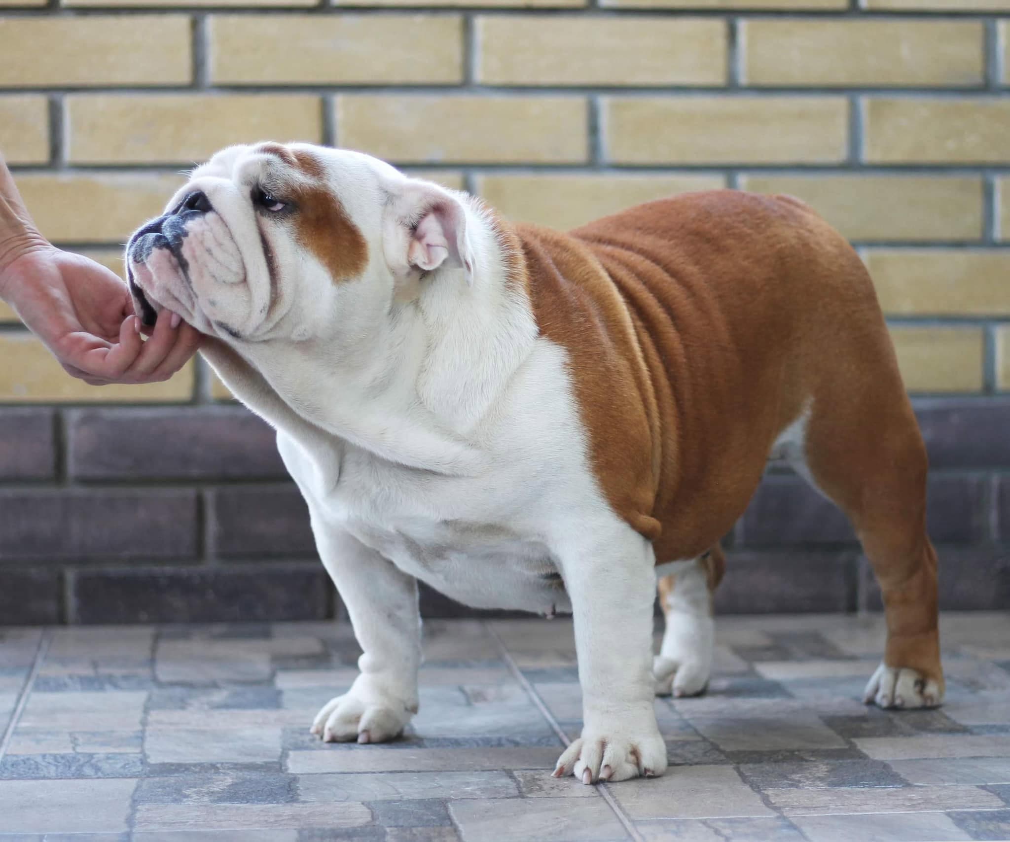 An English bulldog from the Yugos Star family