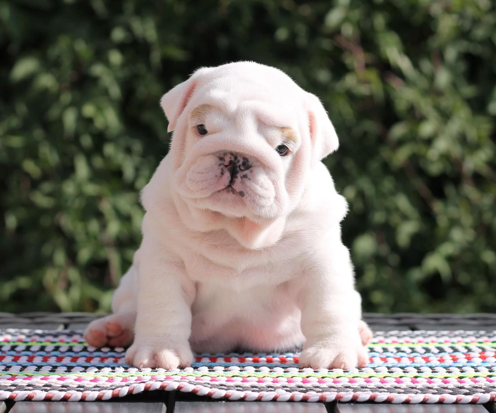 An English bulldog from the Yugos Star family