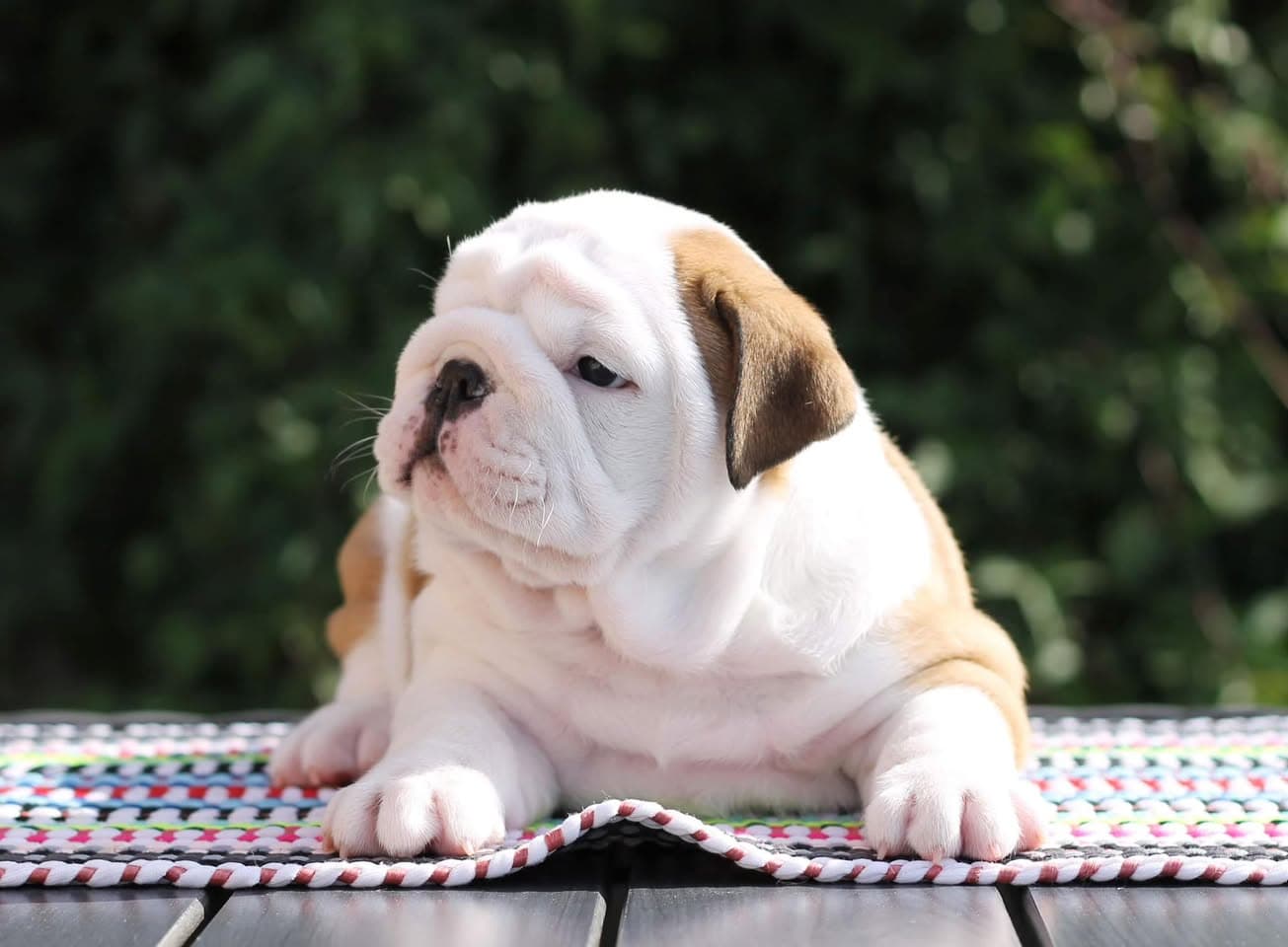 An English bulldog from the Yugos Star family