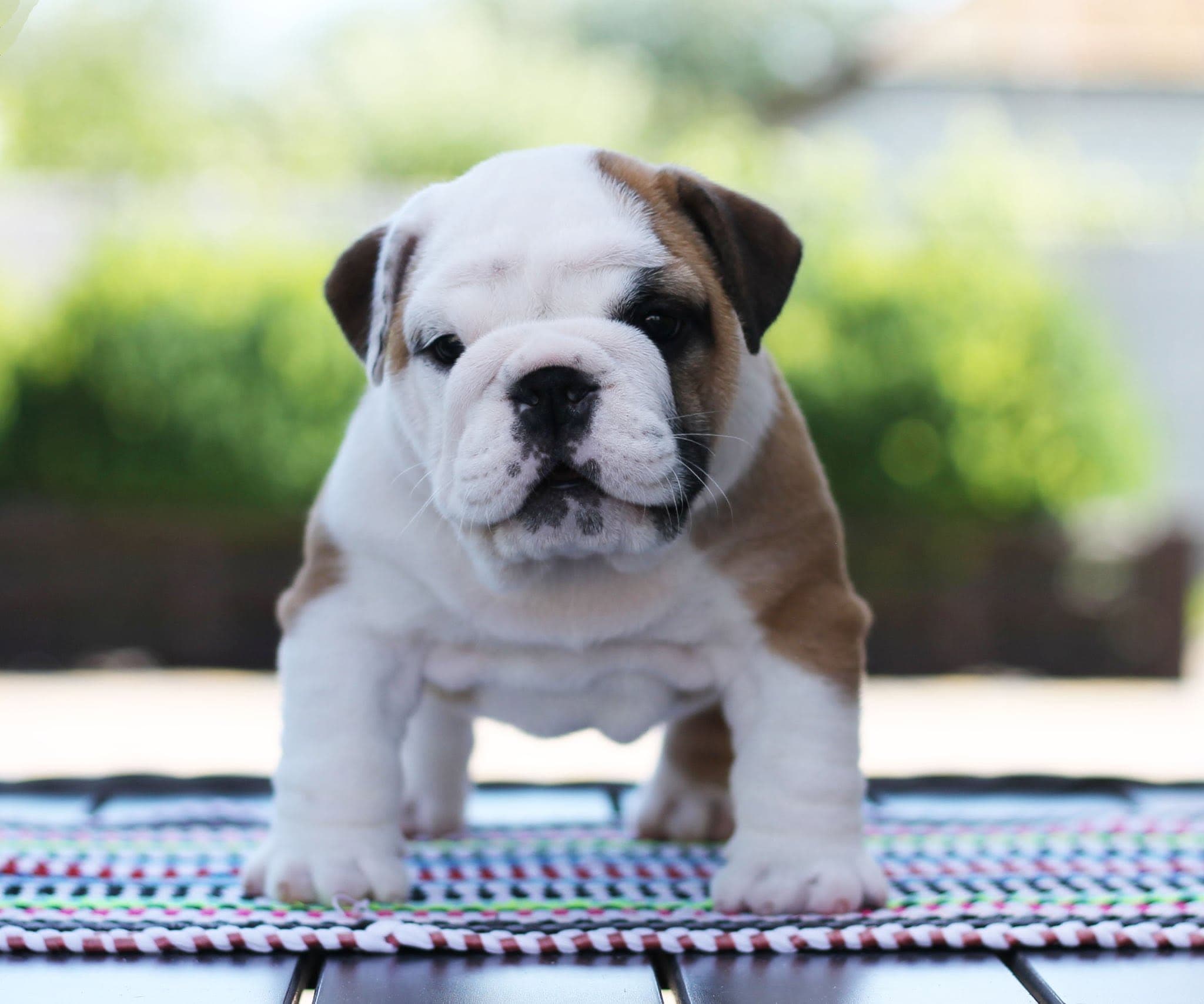An English bulldog from the Yugos Star family