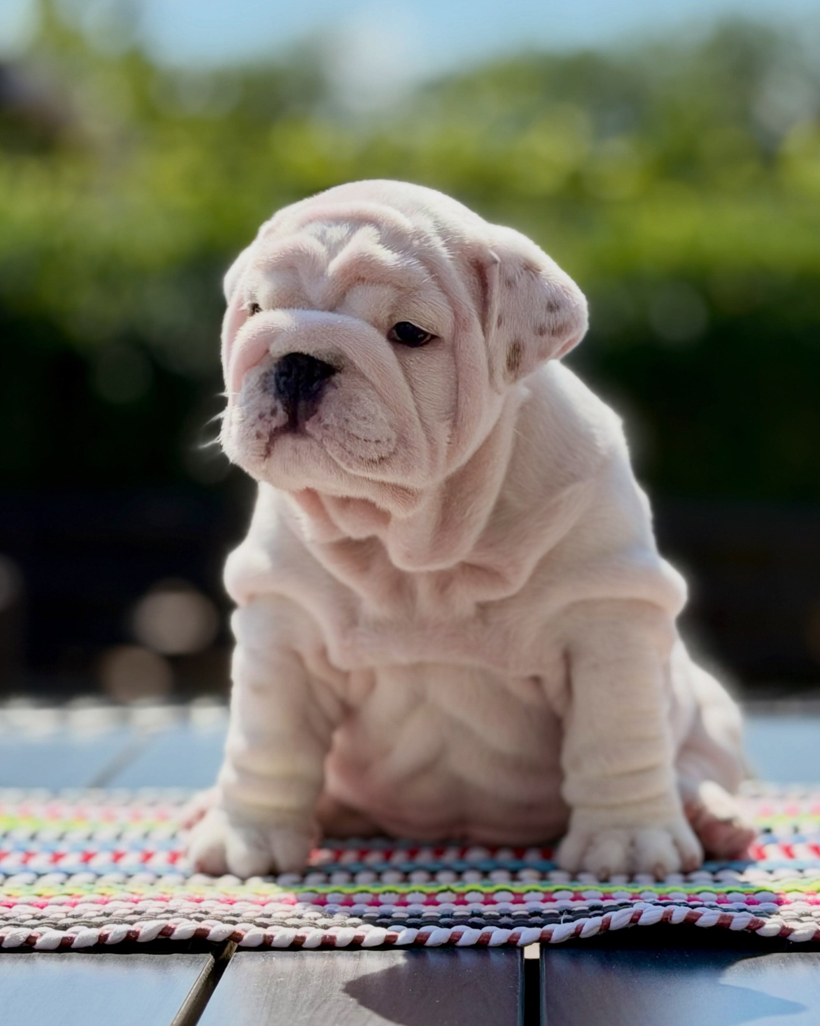 An English bulldog from the Yugos Star family