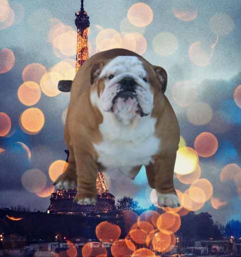 Baya Yugos Star, архівне фото. Джерело: BulldogPedigree