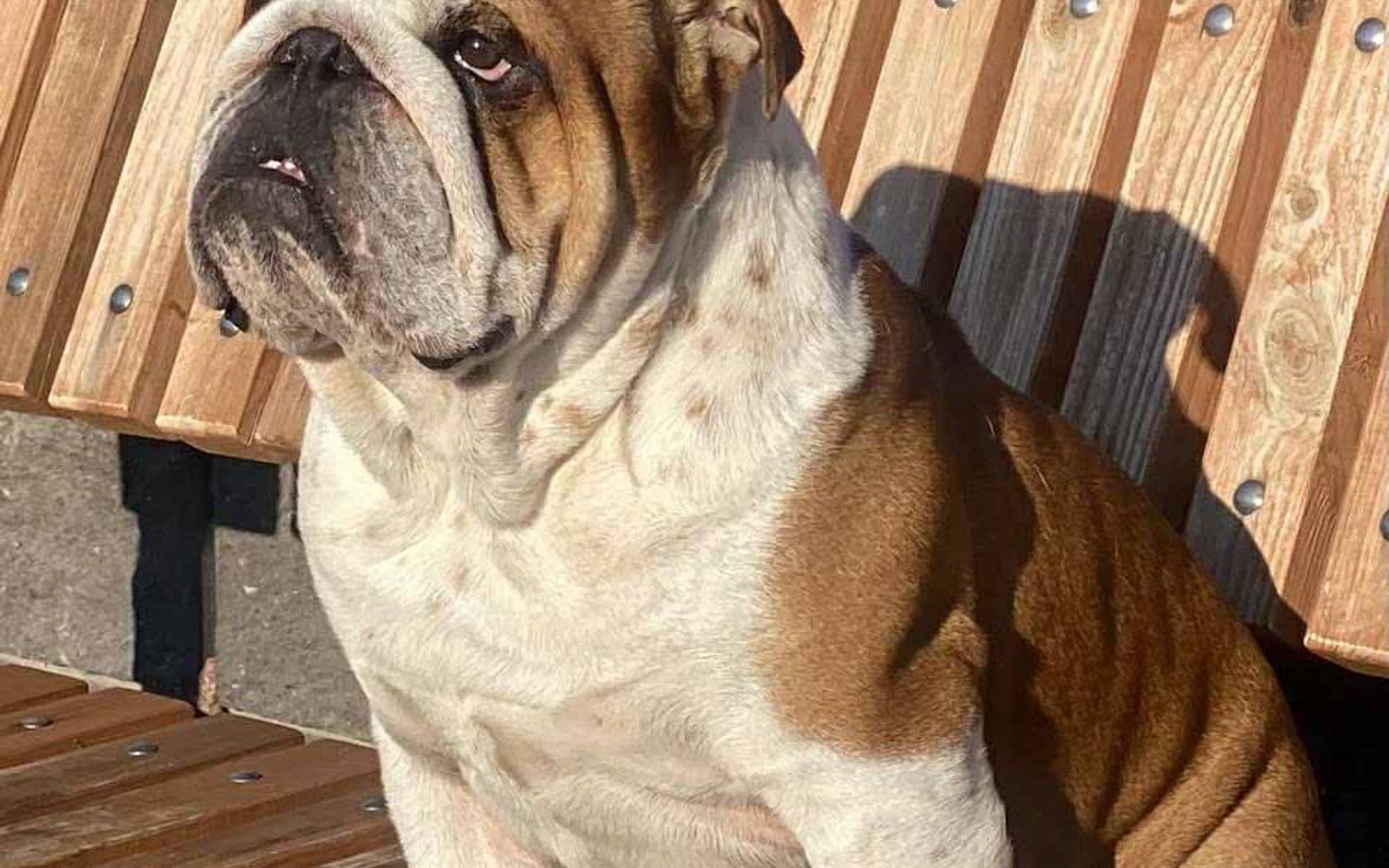 Giovanni Yugos Star, архівне фото. Джерело: BulldogPedigree
