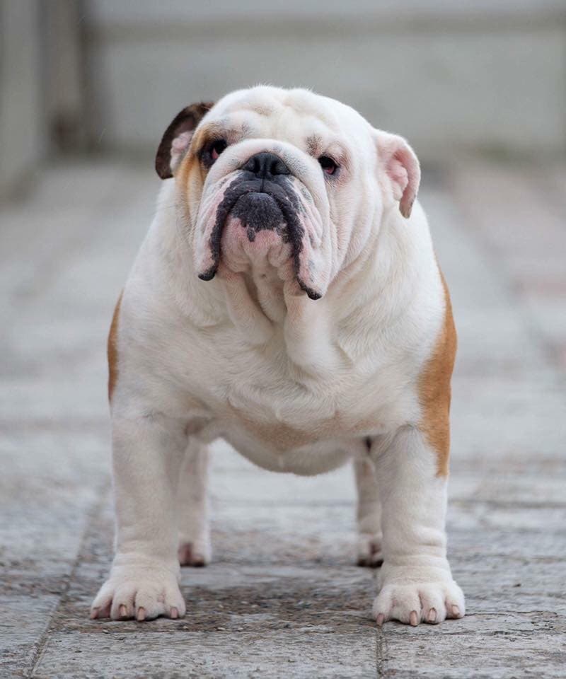 LEMONA MARAVILLA MR. LEON MILLOT, фото 1 з архіву Yugos Star
