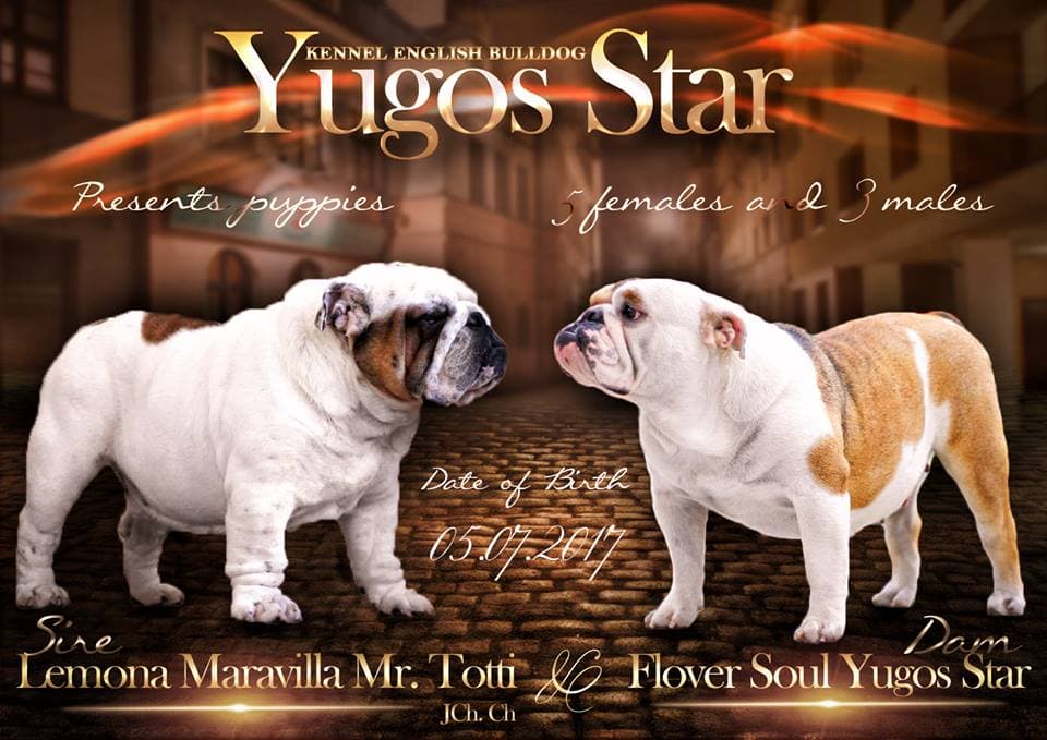 Приплід J, 2017-07-05, фото з архіву Yugos Star