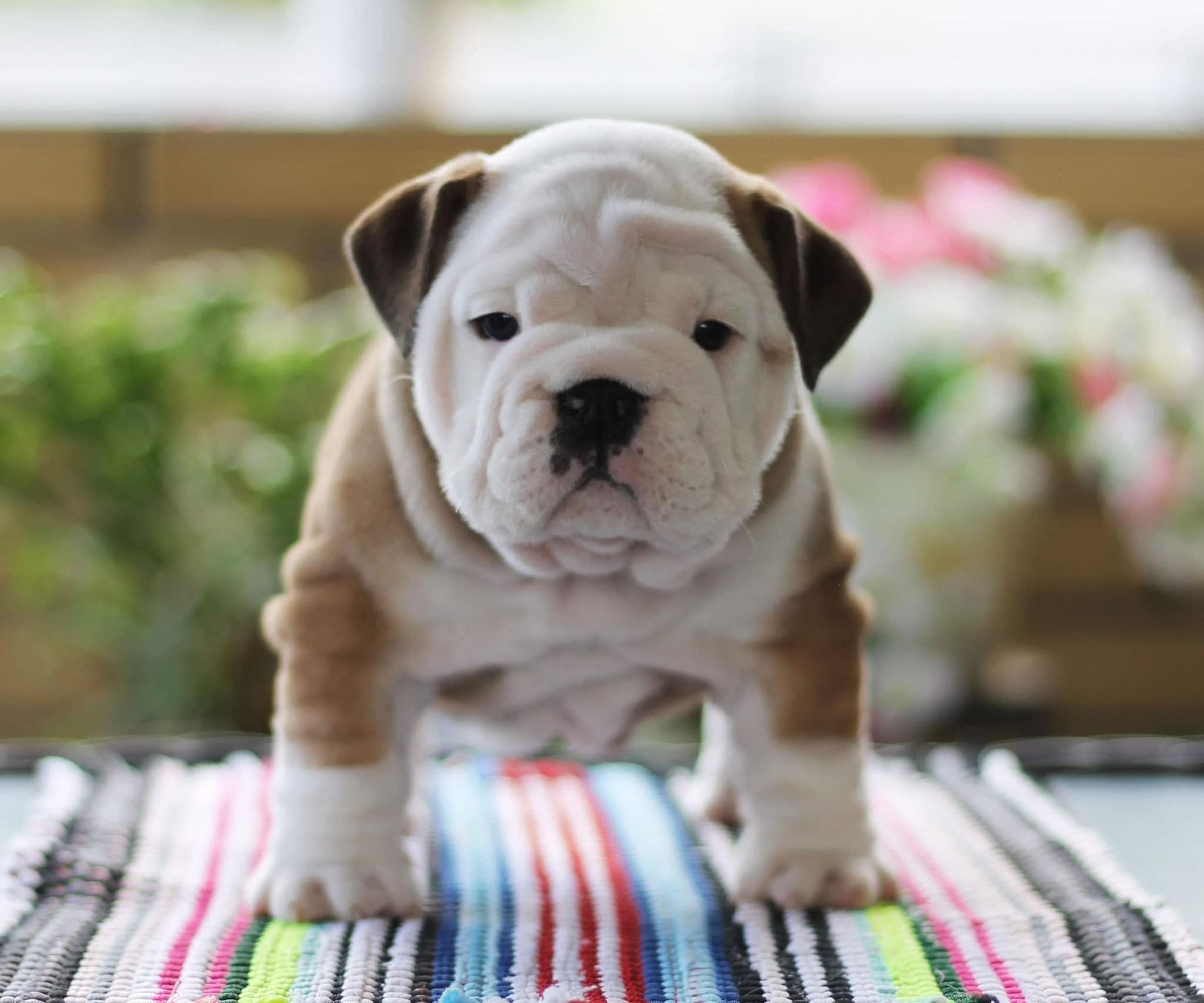 An English bulldog from the Yugos Star family